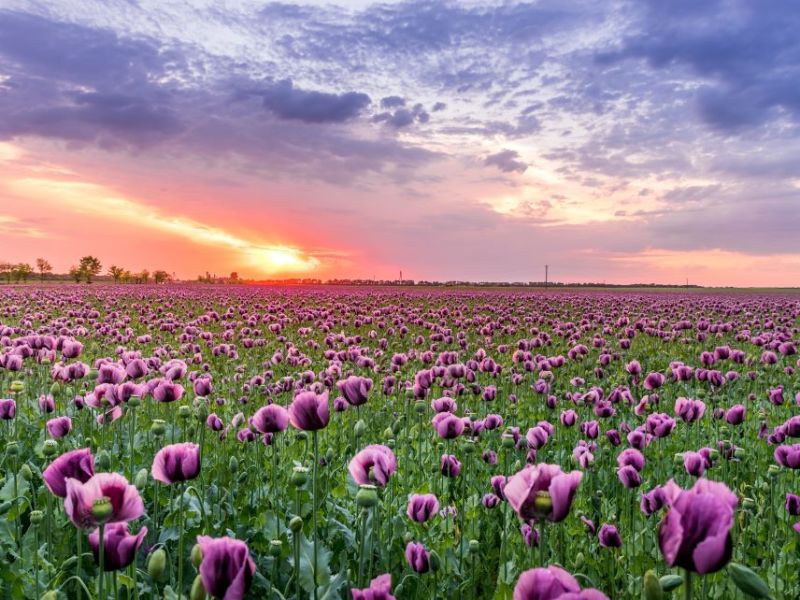 The Blessing of&nbsp;Choice